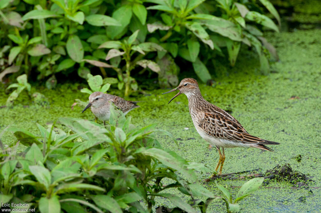 Bécasseau tacheté1ère année, habitat, Comportement