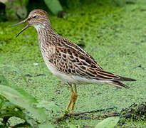 Pectoral Sandpiper