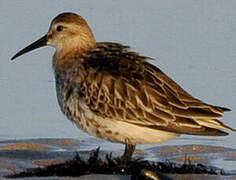 Dunlin