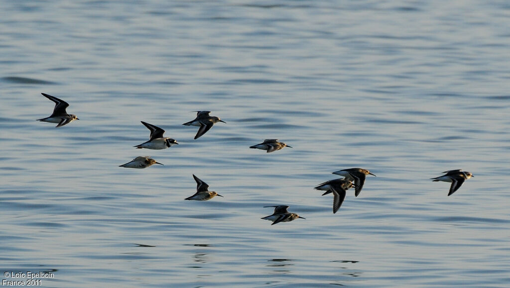 Dunlin