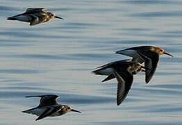 Dunlin