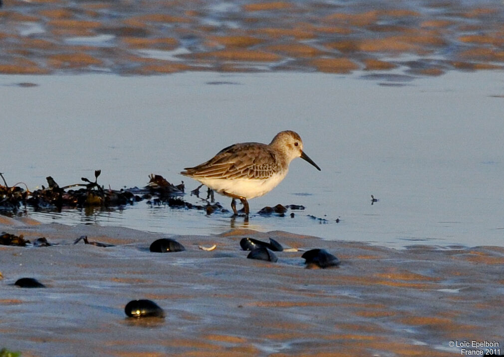 Bécasseau variable