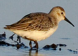 Dunlin