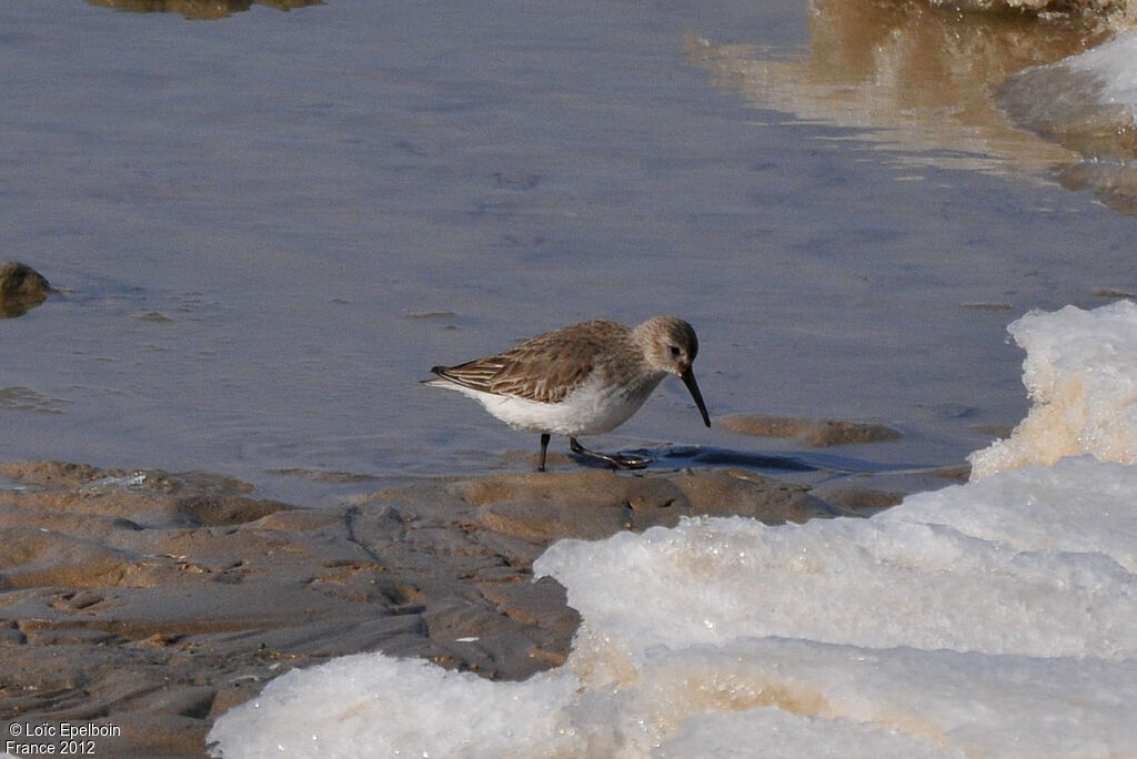 Bécasseau variable