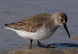 Dunlin