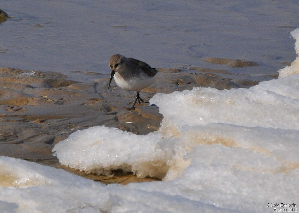 Bécasseau variable