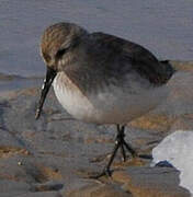 Dunlin