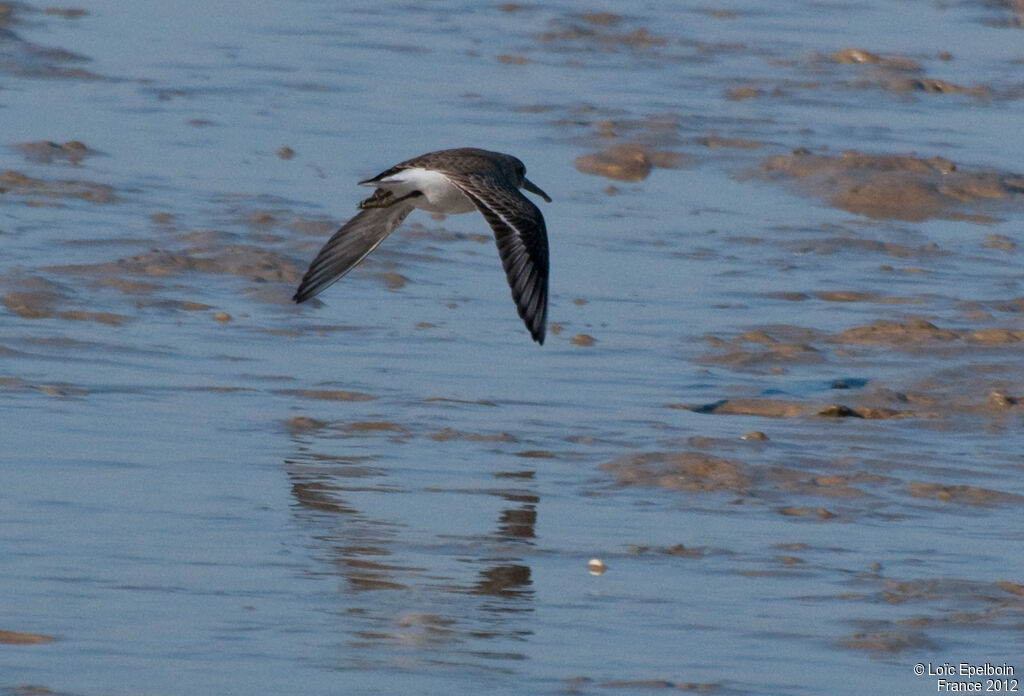 Bécasseau variable