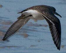 Dunlin