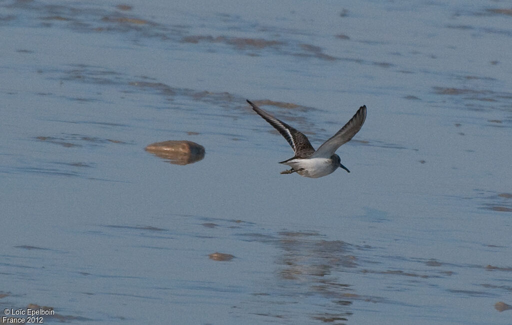 Dunlin