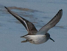 Dunlin