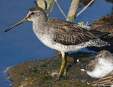 Short-billed Dowitcher