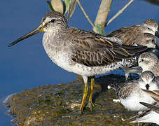 Short-billed Dowitcher