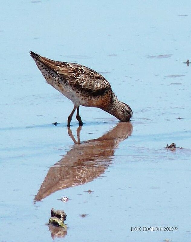 Short-billed Dowitcher