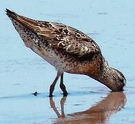 Short-billed Dowitcher