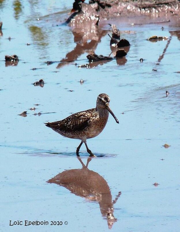 Short-billed Dowitcher