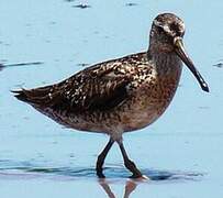 Short-billed Dowitcher