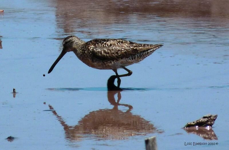 Short-billed Dowitcher