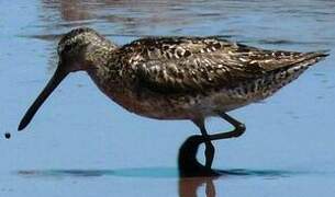 Short-billed Dowitcher