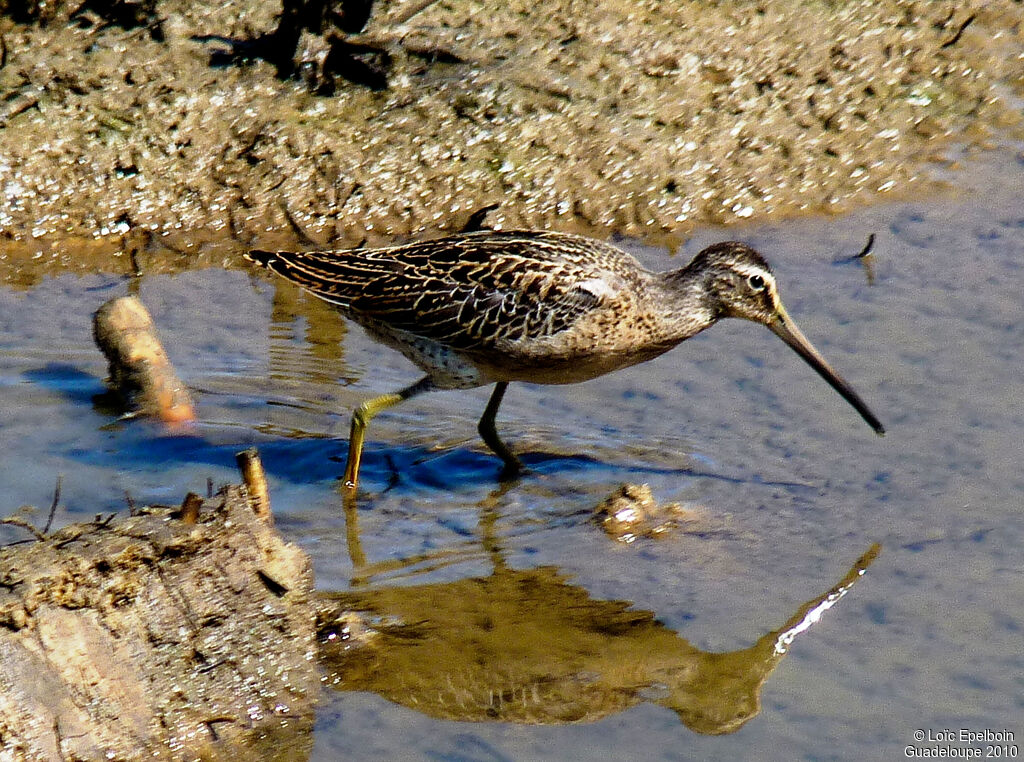 Short-billed Dowitcher