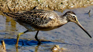 Short-billed Dowitcher