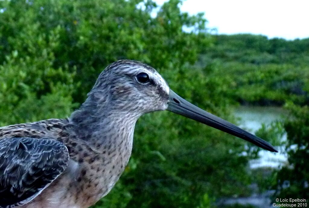 Short-billed Dowitcher