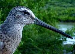 Short-billed Dowitcher