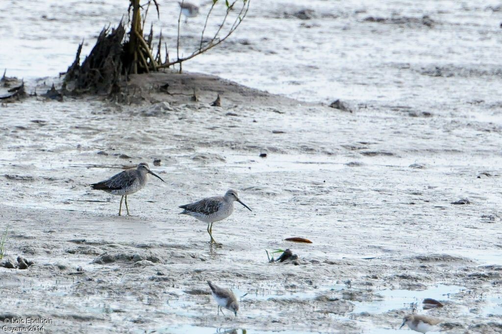 Short-billed Dowitcher