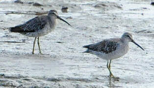 Short-billed Dowitcher