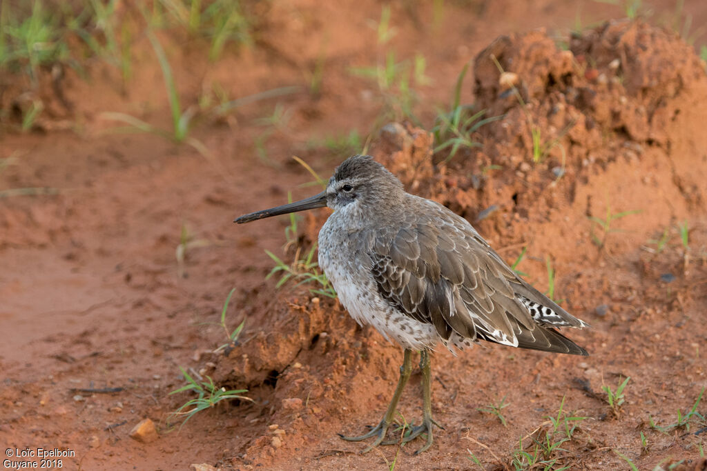 Short-billed Dowitcher