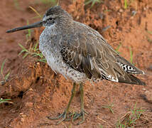 Short-billed Dowitcher