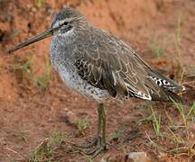 Short-billed Dowitcher