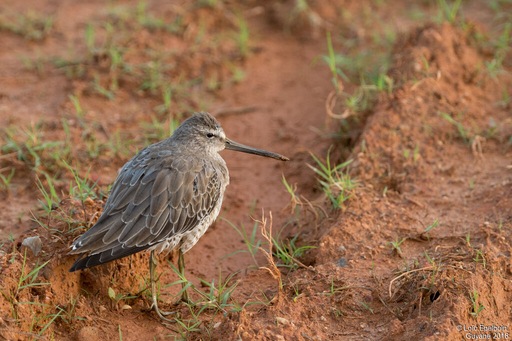 Short-billed Dowitcher