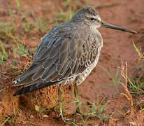 Short-billed Dowitcher