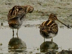 Common Snipe