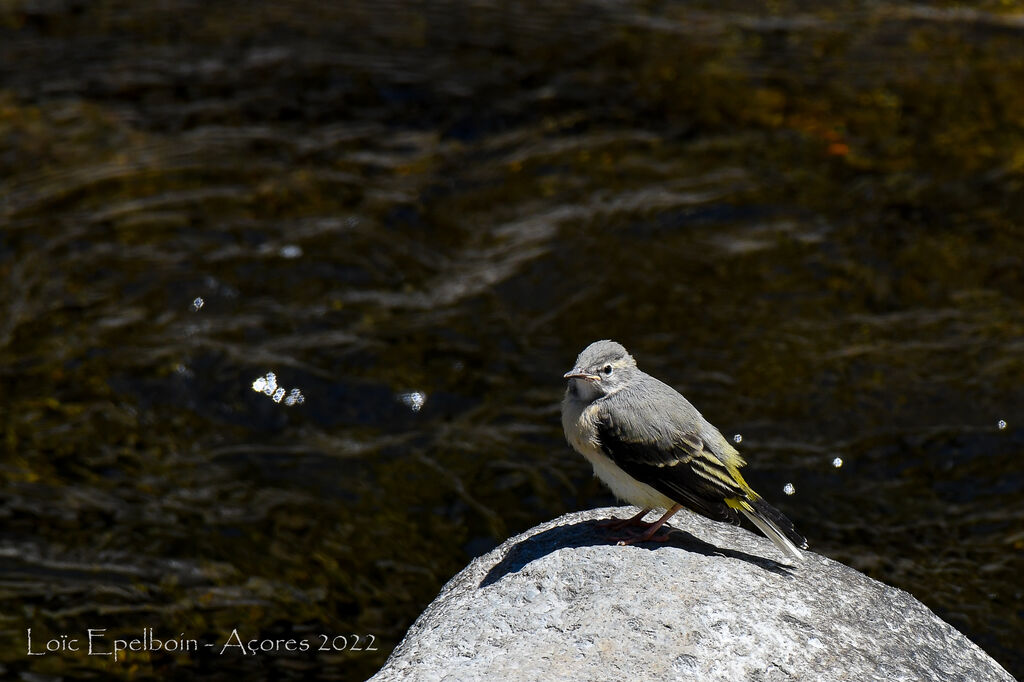 Grey Wagtail