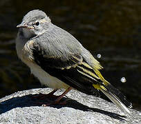 Grey Wagtail