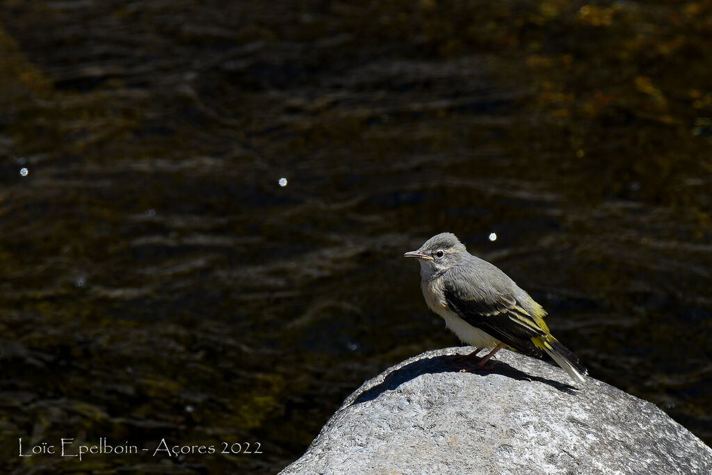 Grey Wagtail