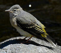 Grey Wagtail