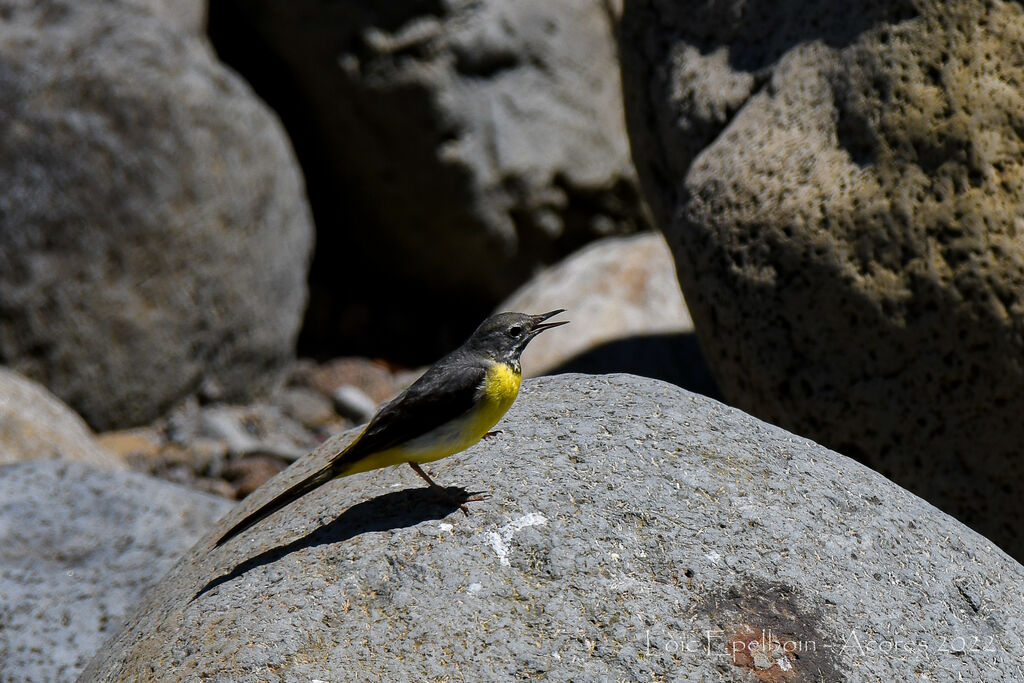 Grey Wagtail