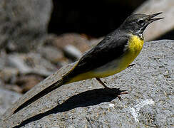 Grey Wagtail