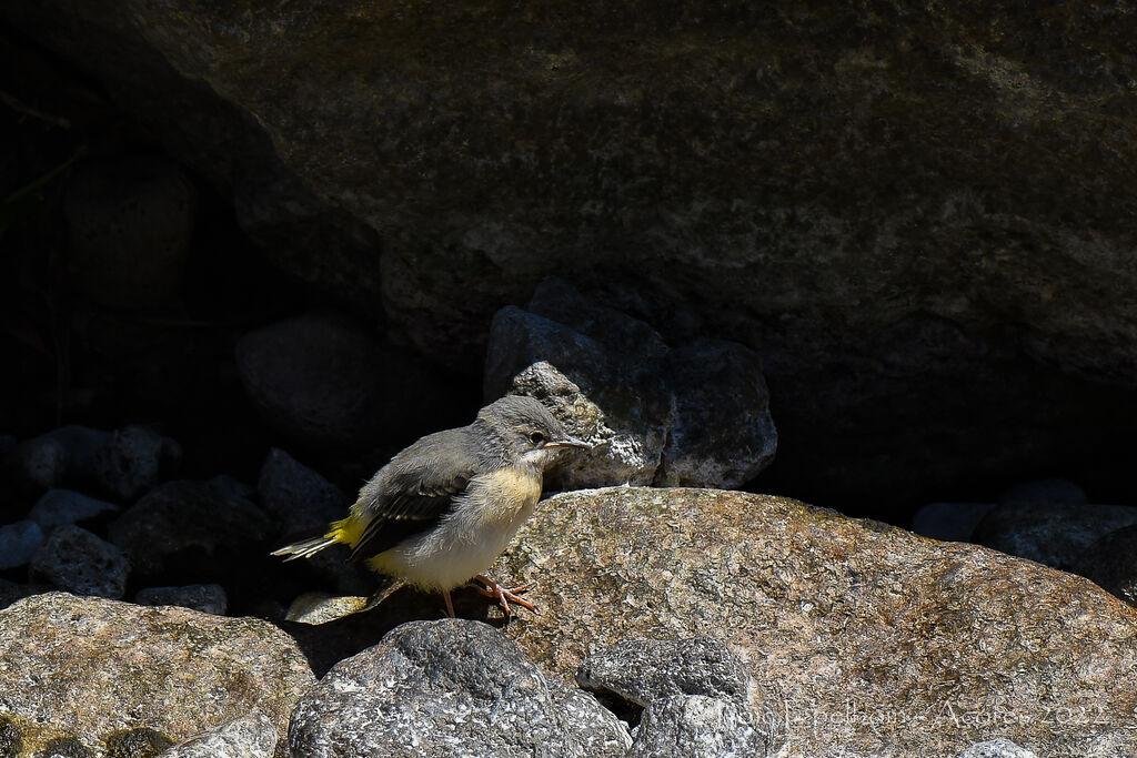 Grey Wagtail