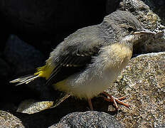 Grey Wagtail