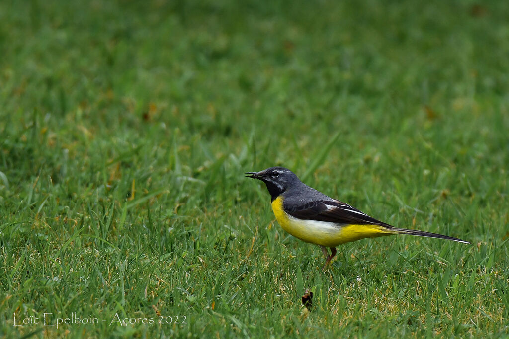 Grey Wagtail