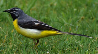 Grey Wagtail