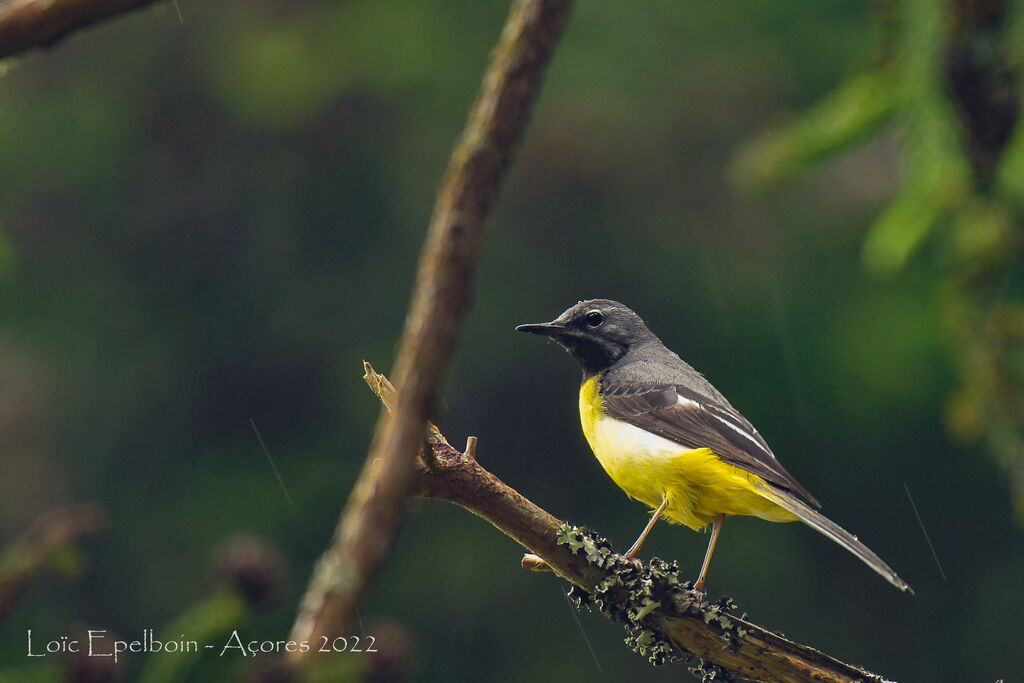 Grey Wagtail