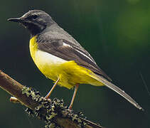 Grey Wagtail