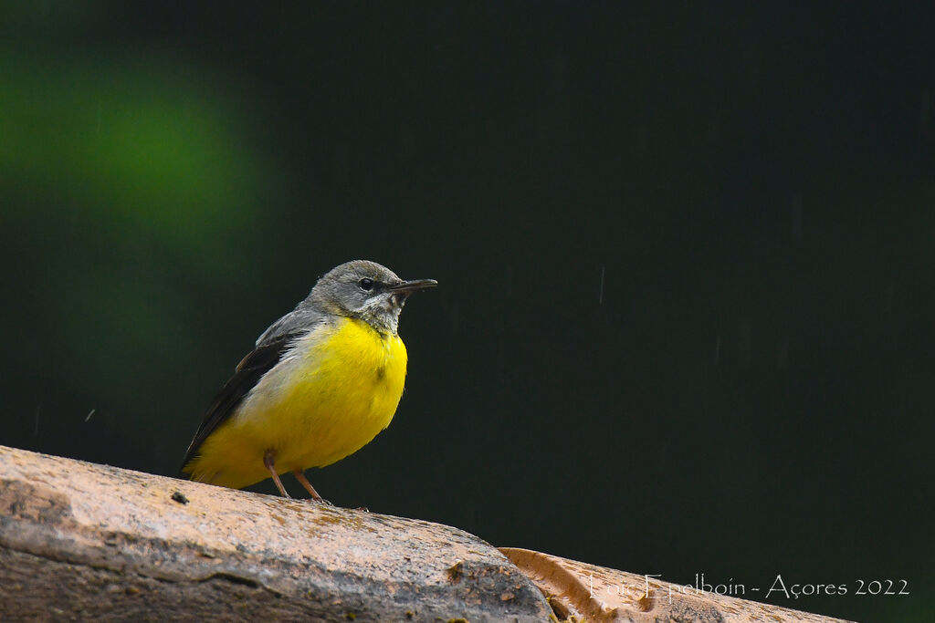 Grey Wagtail