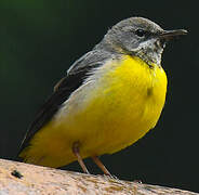 Grey Wagtail