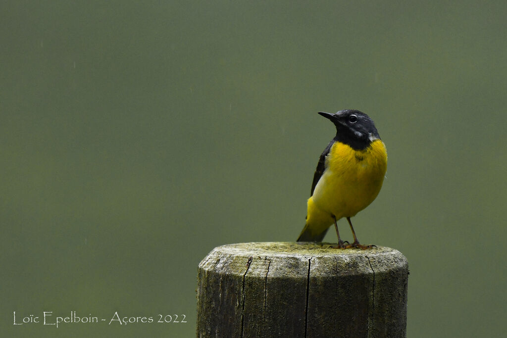 Grey Wagtail